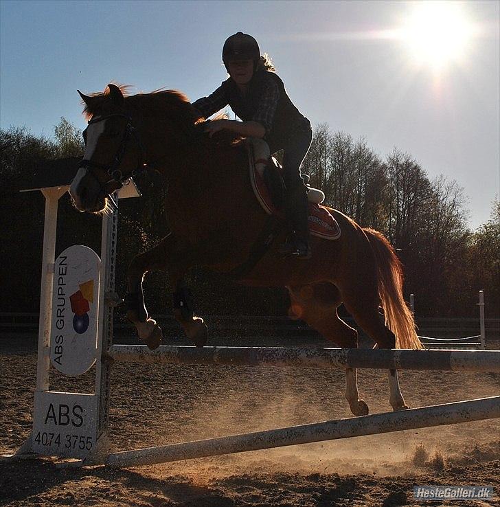 Anden særlig race Passir <3 <3 - springtræning den 4 maj Foto : nadia :-) billede 8