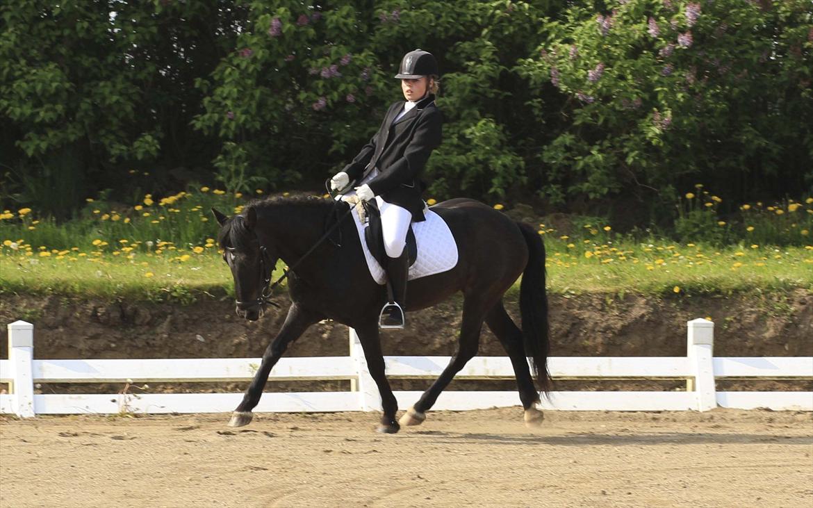 New Forest Banda - LD2 i TNKR. billede 9