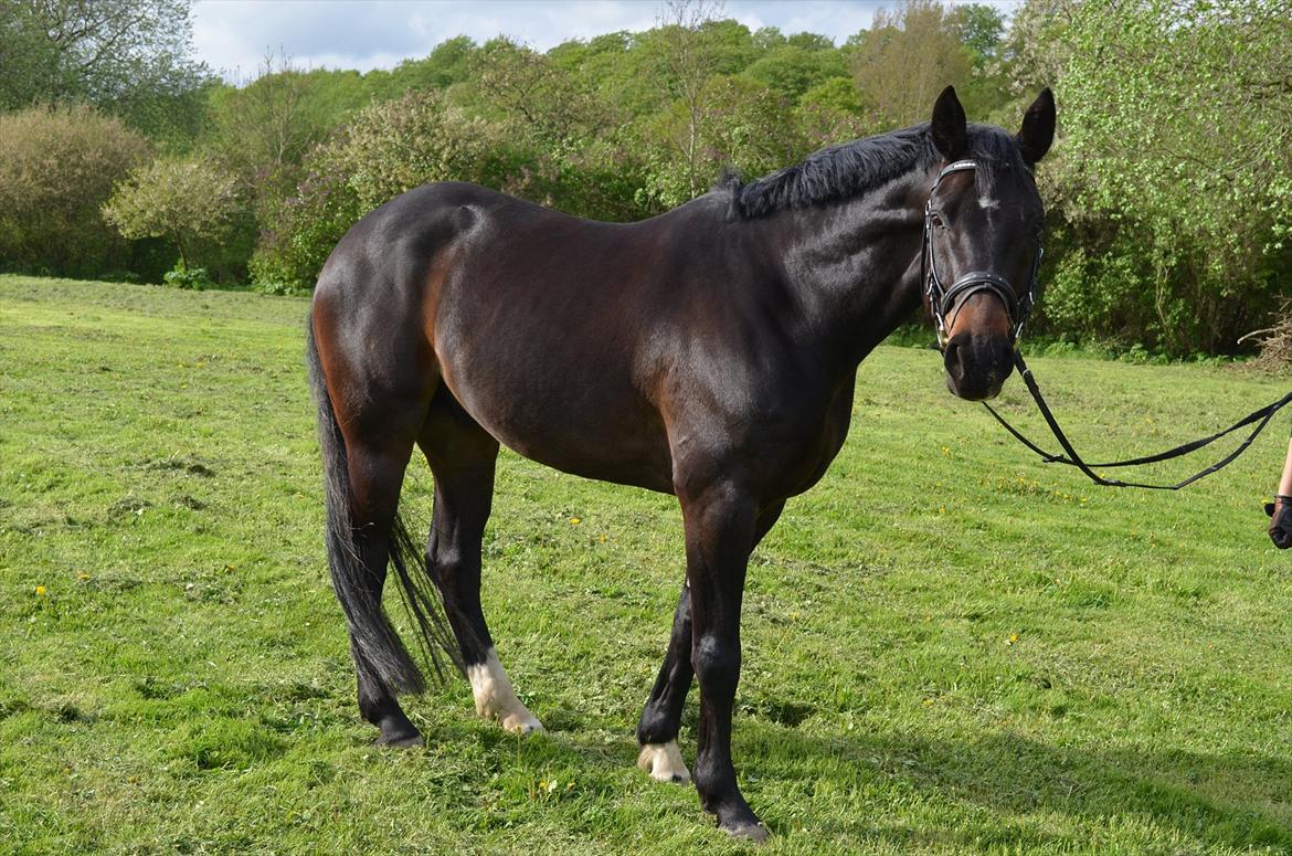 Hannoveraner Rushmore billede 8