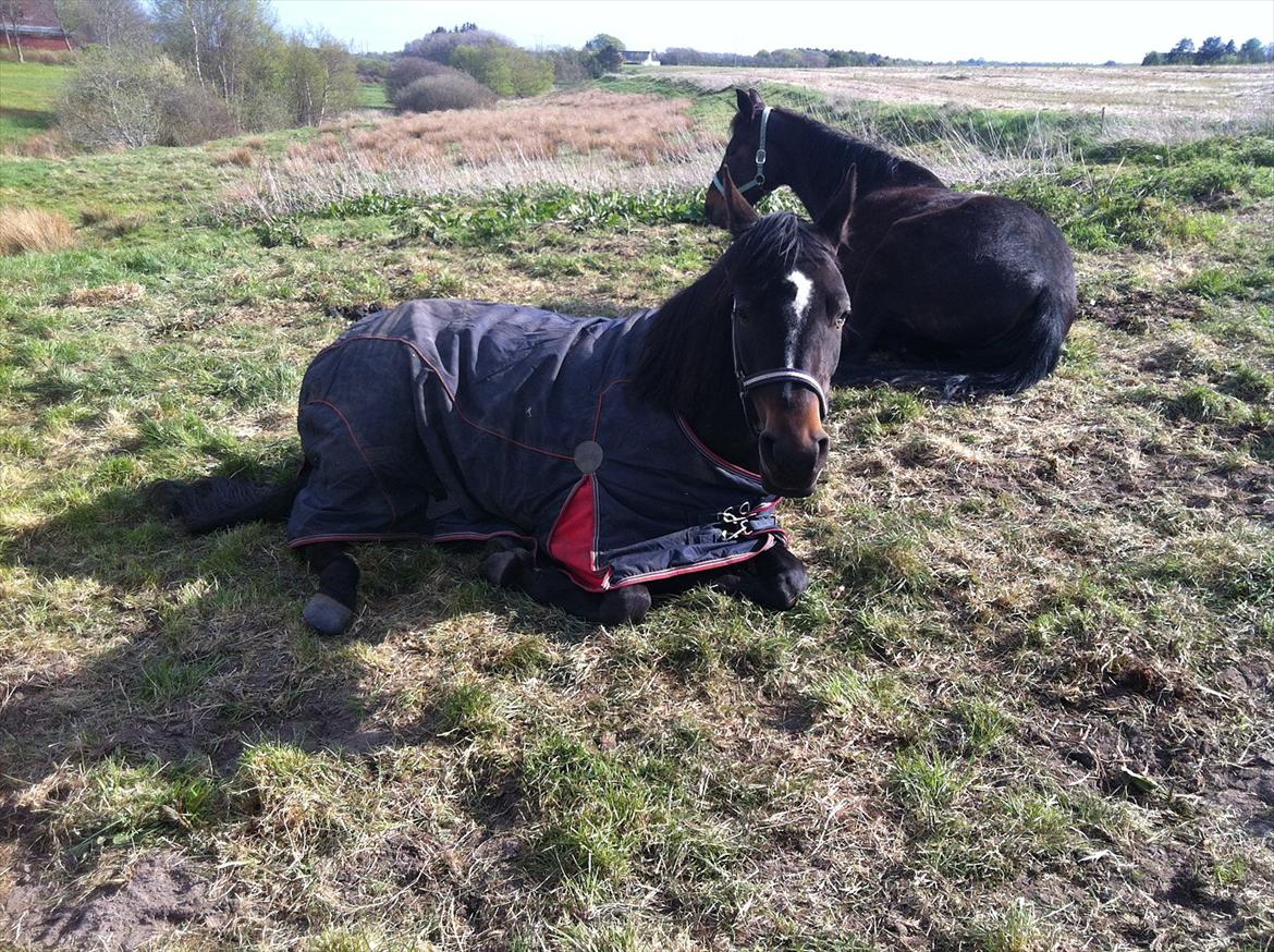 Arabisk fuldblod (OX) Fanzana (Iris) - Hygger på marken - vil ikke med ind! billede 5