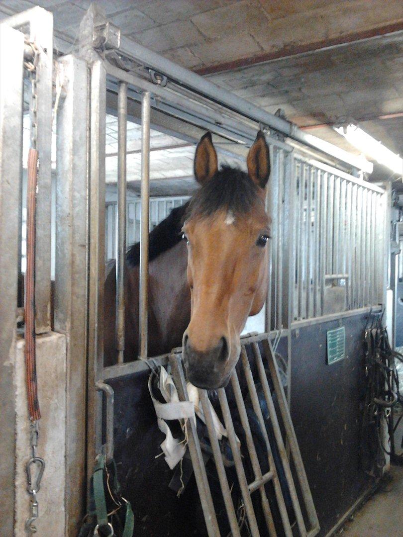 Anden særlig race La Cour (Deutsches Reitpferd/Hessisches Warmblut) - Yay, han kigger ud af boksen :-p<3 Dejlig hest! billede 14