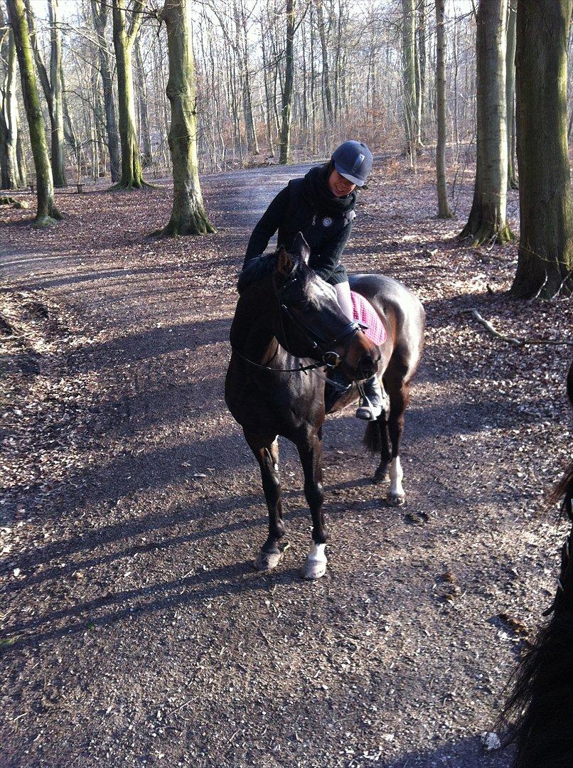 Hannoveraner Rushmore billede 10