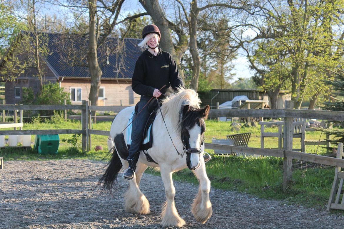 Irish Cob Django - Maj 2012 vores trav billede 2
