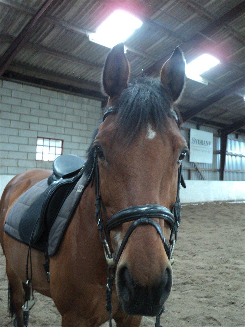 Anden særlig race La Cour (Deutsches Reitpferd/Hessisches Warmblut) - Søde La Cour inden træning en varm forårsdag d. 20-05-2012 :-D<3 billede 15