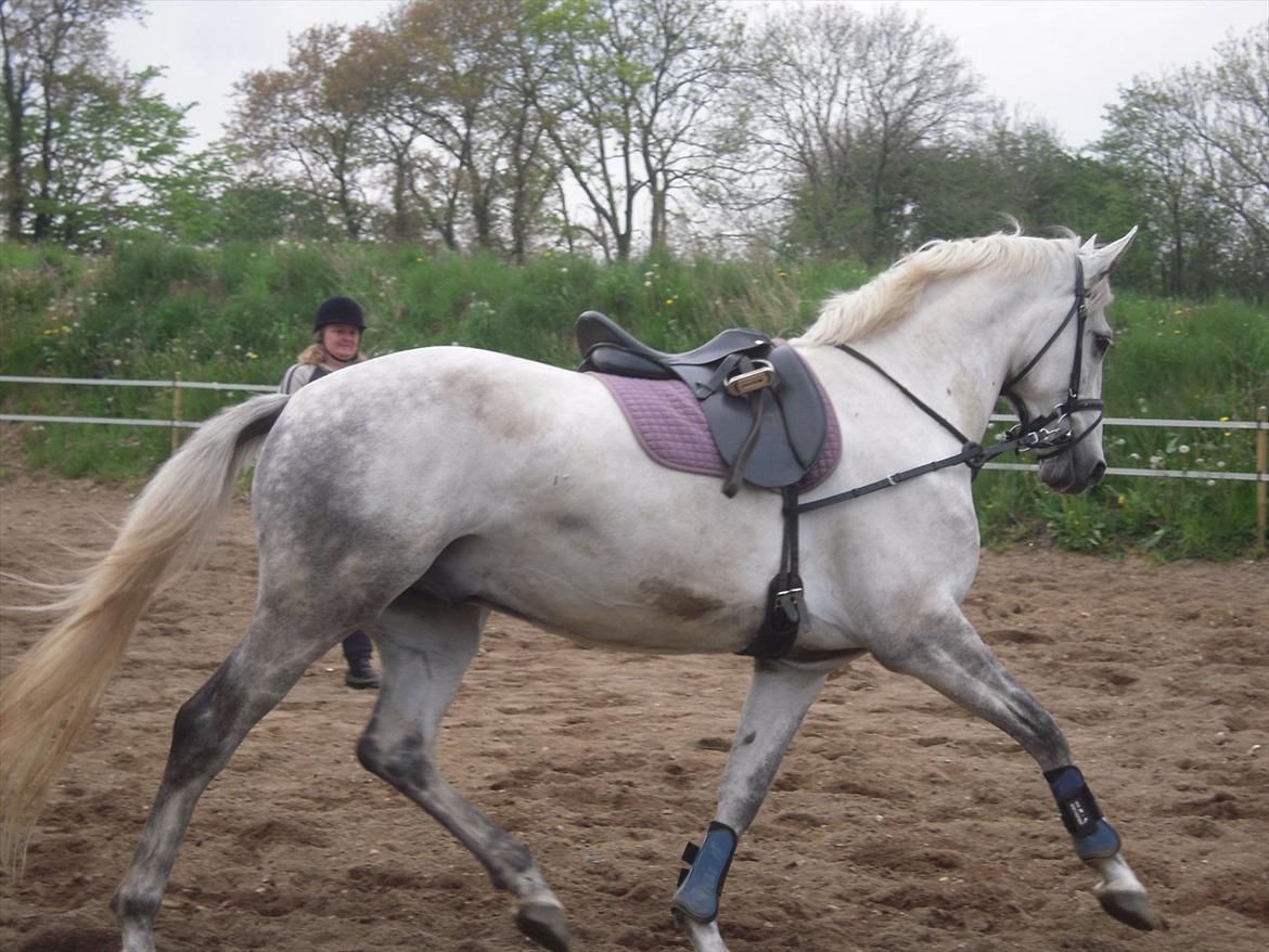 Dansk Varmblod Potano stenlykke billede 10