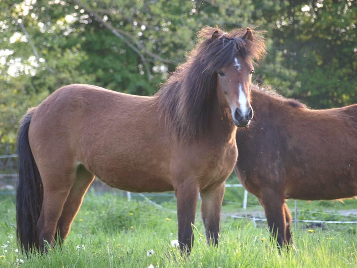 Islænder Fyrsta fra Piparhus billede 18