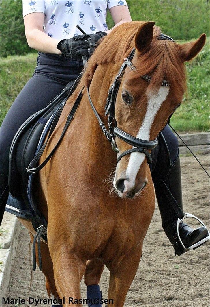 Tysk Sportspony Gee Gee 2 B-pony - den beste <3 billede 2