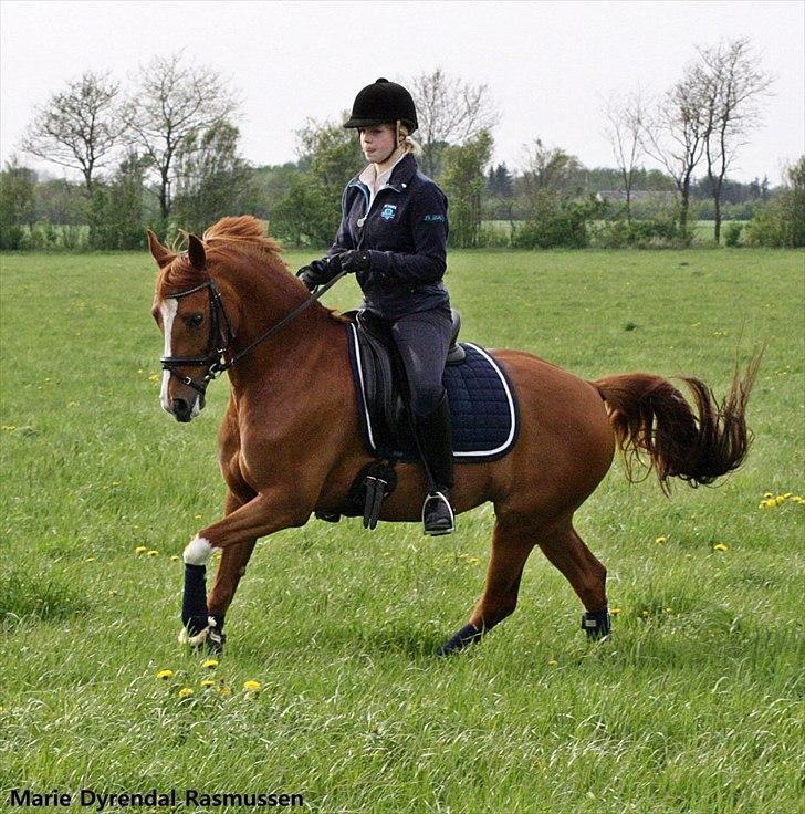 Tysk Sportspony Gee Gee 2 B-pony - tur på marken med den dejlige prinsesse <3 billede 14
