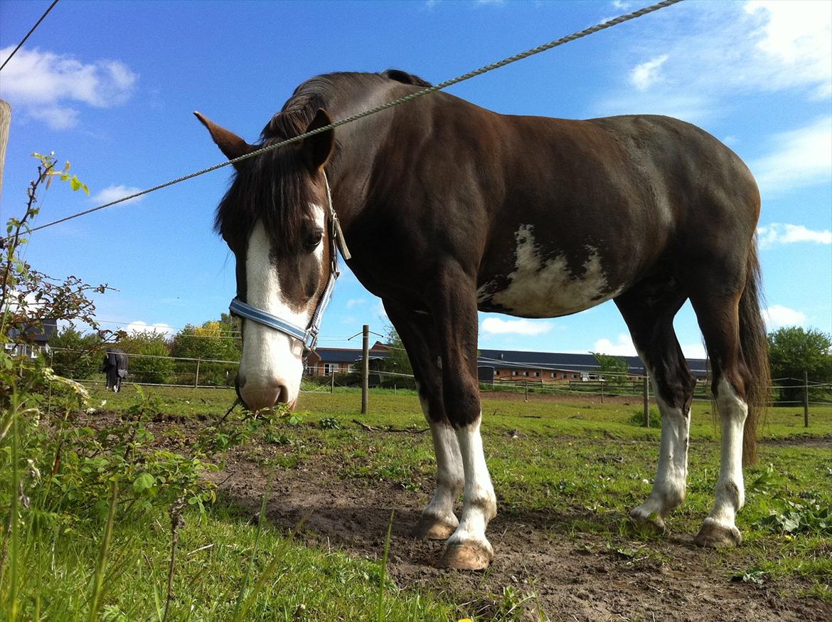 Welsh Cob (sec D) Nebles too much white "altid i mit hjerte! - Pony'dyret på fold billede 8