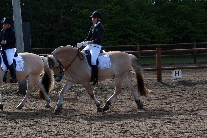 Fjordhest Kastanjegårdens Nick - Opvarmning til DM 2012 :-D billede 19