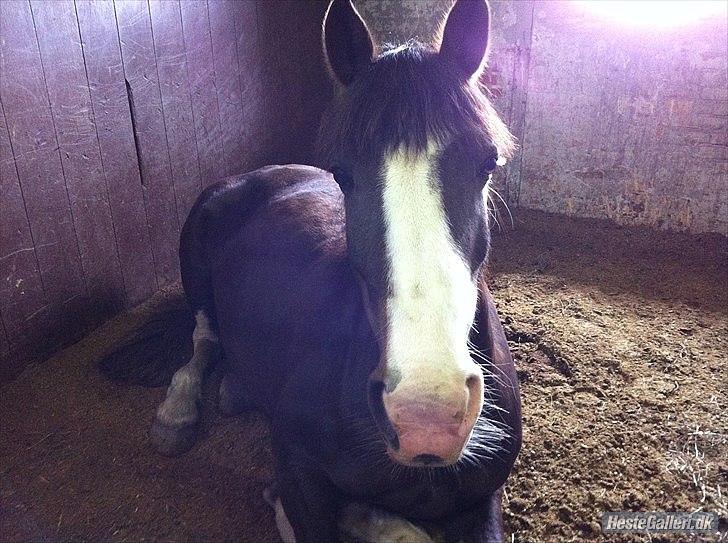 Welsh Cob (sec D) Nebles too much white "altid i mit hjerte! - er man lidt træt <33 :-** billede 1