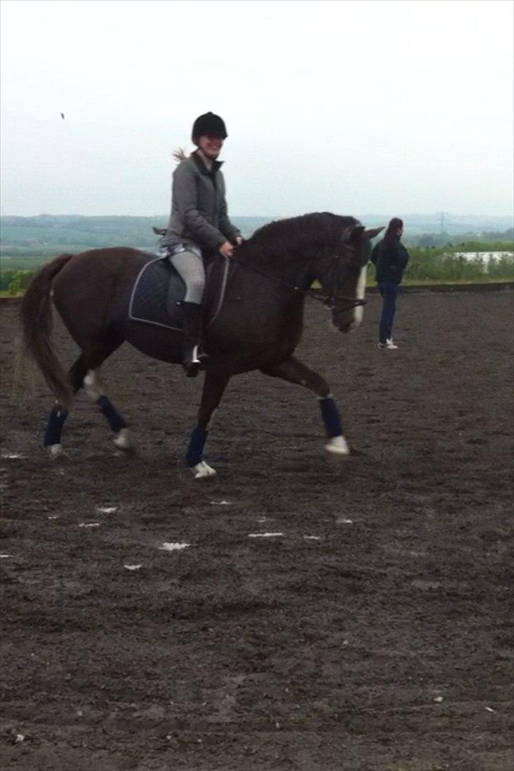 Welsh Cob (sec D) Nebles too much white "altid i mit hjerte! - se de ben! <3 billede 11