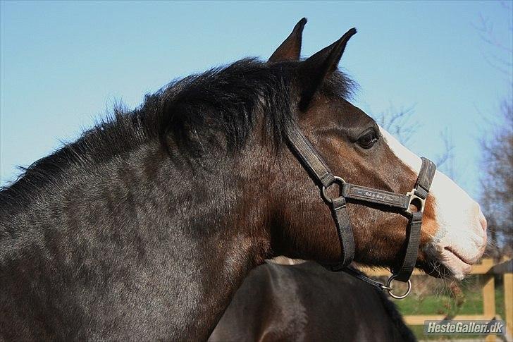 Anden særlig race Flying Timon - Timosen<3
Foto: Gamle ejer, Anna S billede 7