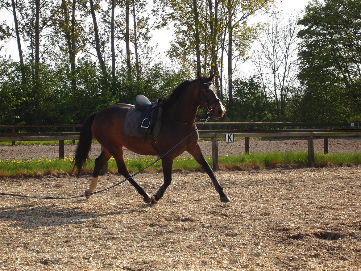 Oldenborg Bella Tisted - Bella i longe, maj 2012 billede 19