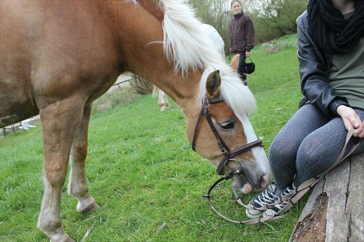 Haflinger Sally - En af de sidste dage på min dejlige Sally.
Foto: Ellen billede 18