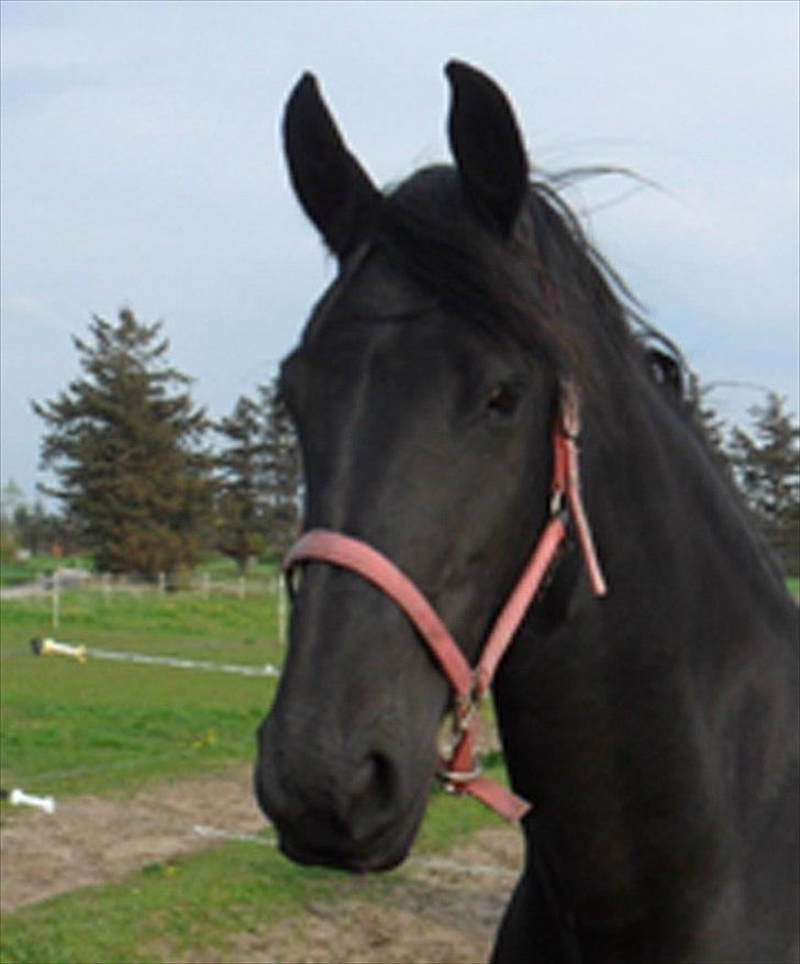 Frieser Lysbert B billede 11