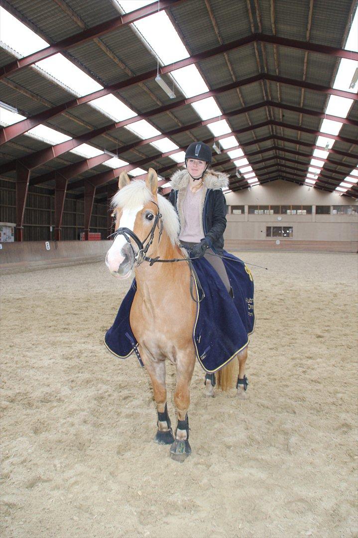 Haflinger Sally - Min allersidste dressur gang på Sally<3
Foto: Frederikke billede 20