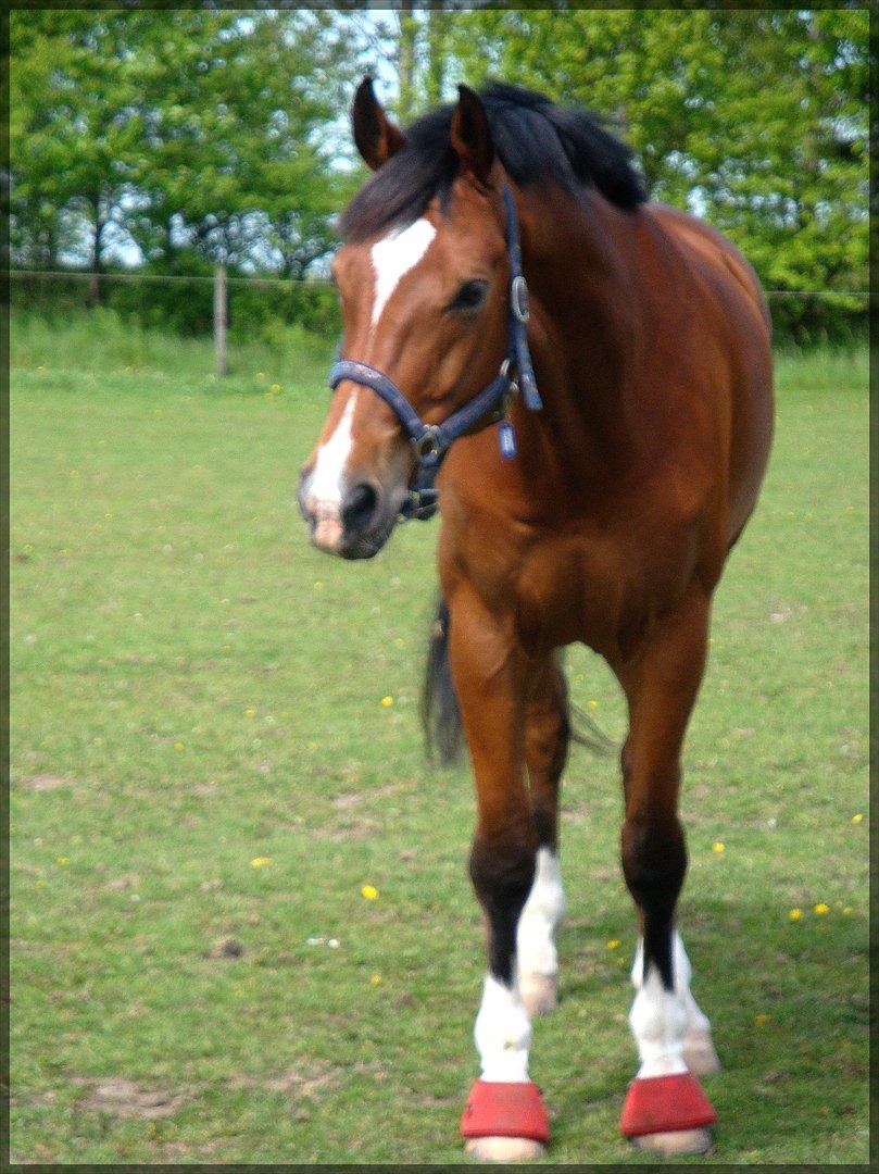 Dansk Varmblod D'Niemann-Sølyst - På vores 2-års dag d. 20.05.12 <3 Selvom billedet er lidt uskarpt viser det bare hvor sød og dejlig Niemann er. På folden på Vestergården. billede 7