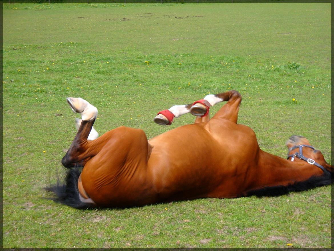 Dansk Varmblod D'Niemann-Sølyst [Himmelhest] - Ruller sig på folden på Vestergården d. 20.05.12 på vores 2-års dag. billede 9