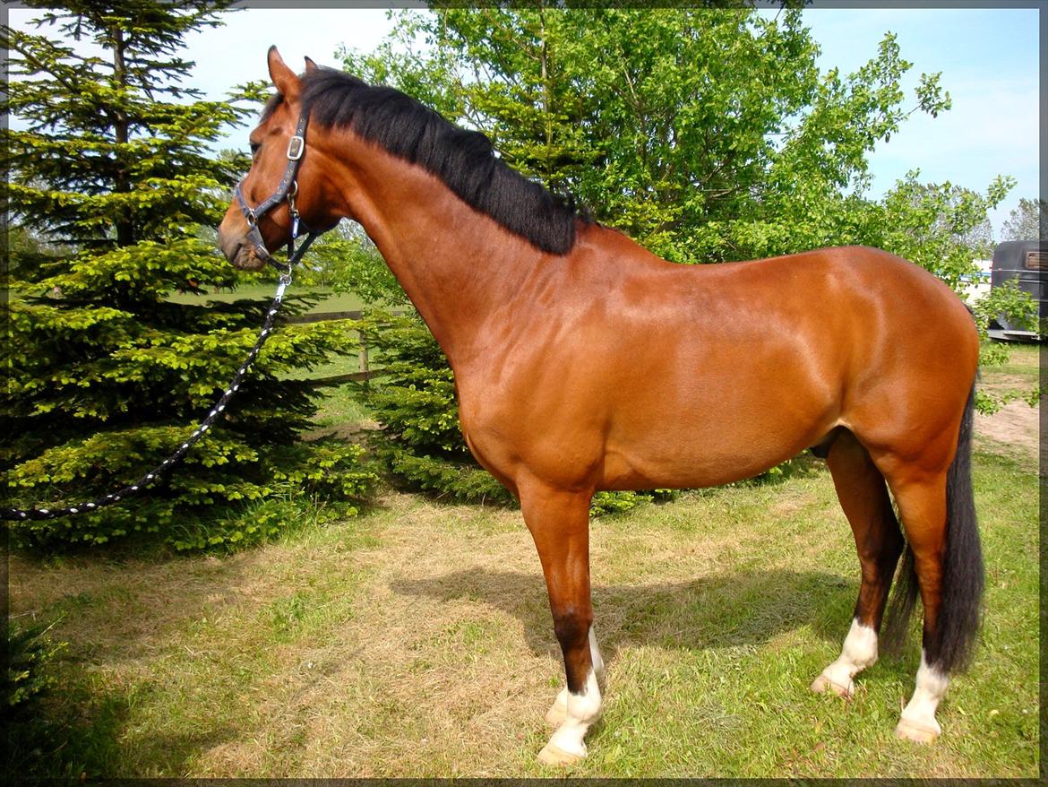 Dansk Varmblod D'Niemann-Sølyst [Himmelhest] - Niemann har lige fået et bad maj 2012 på vores 2-års dag. På vej ud på folden på Vestergården. billede 13