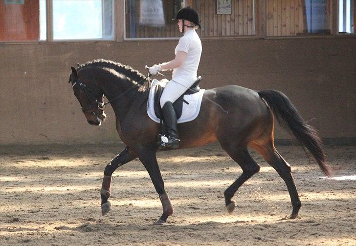 Dansk Varmblod Ullerups Krumme - Stævne i Hygum. Ikke noget fantastisk stævne men han gik fint på opvarmningnen ;) billede 20