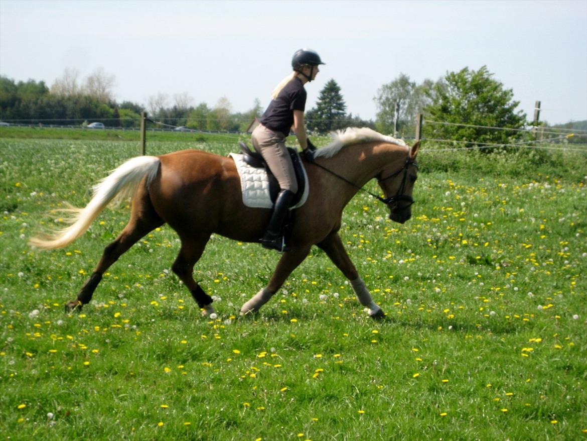 Palomino Østrupgårds Girlpower billede 20