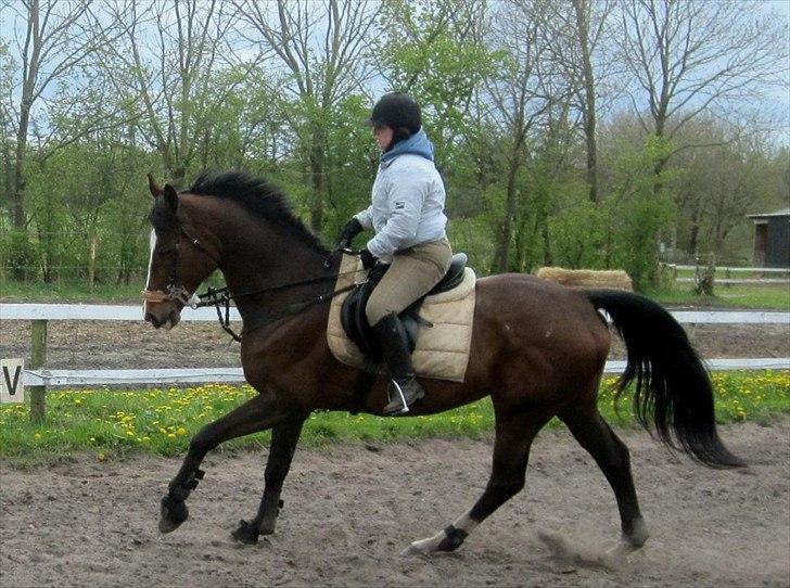 Holstener antaris *R.I.P* - lidt træning hjemme på bane nu som bidløs dog en midlertidig løsning
 billede 7