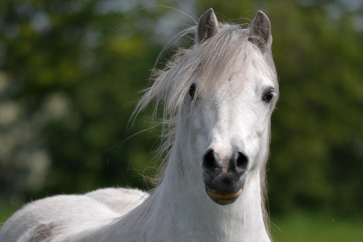 Welsh Mountain (sec A) Ræveskiftets Honey boy - Smukke :)

Foto: Tanja Ludvigsen. billede 1