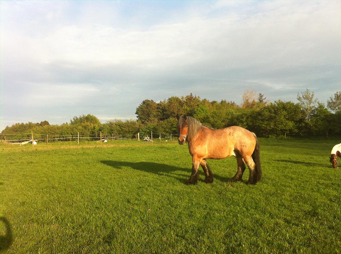 Belgier Odin(Nils Tjer-Rildmoseg) - Odin i aftensolen 18/5-2012 billede 1