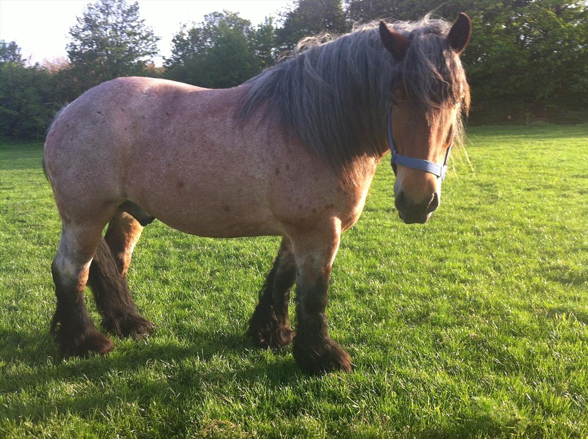 Belgier Odin(Nils Tjer-Rildmoseg) - 18/5-2012 billede 2