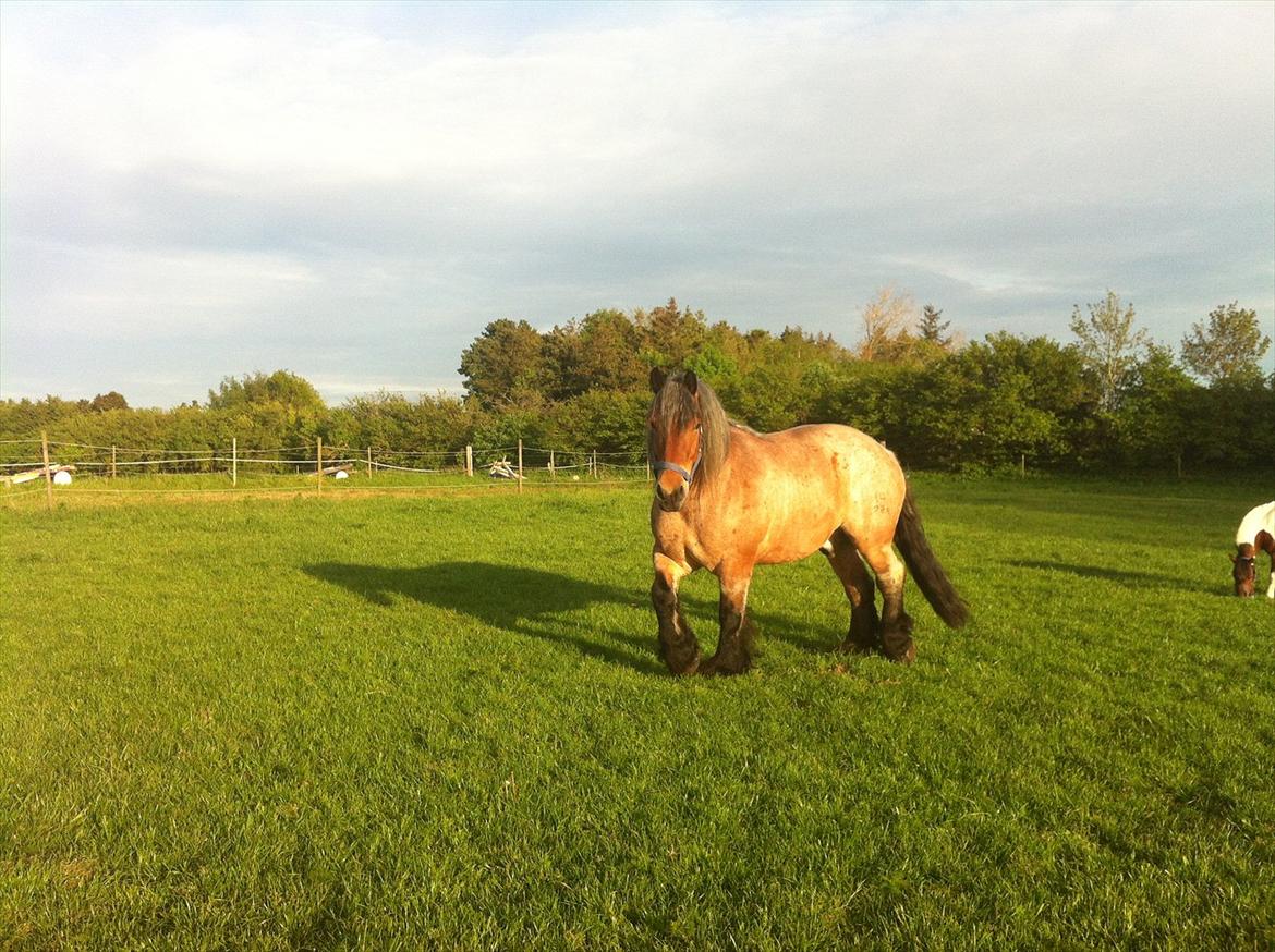 Belgier Odin(Nils Tjer-Rildmoseg) - 18/5-2012 billede 3