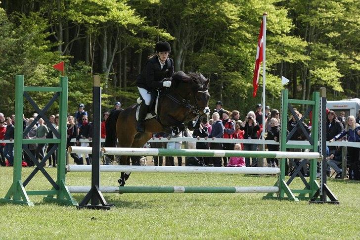 New Forest Odden's Daytonna A-Pony - Morsø 2012 - 6.plads i LA2**! billede 7