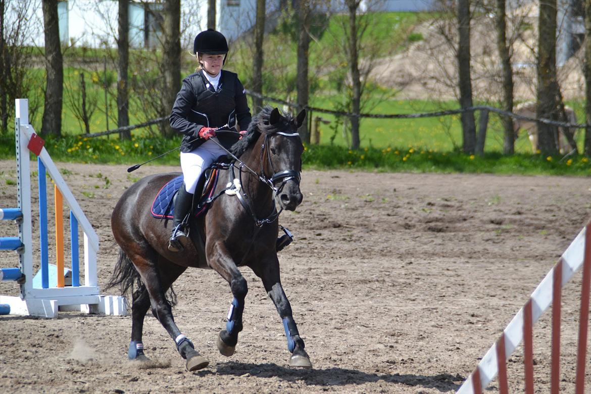 Anden særlig race Fie * My soulmate* <3 - Glade og smukke hest!<3 billede 5