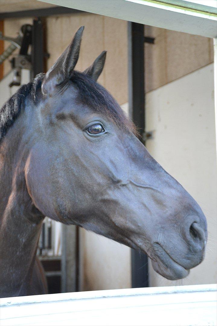 Anden særlig race Fie * My soulmate* <3 - Vi åbnede lige vinduet og tog nogle billeder skøn hyps!<3 elsker dig Fie<3 billede 8