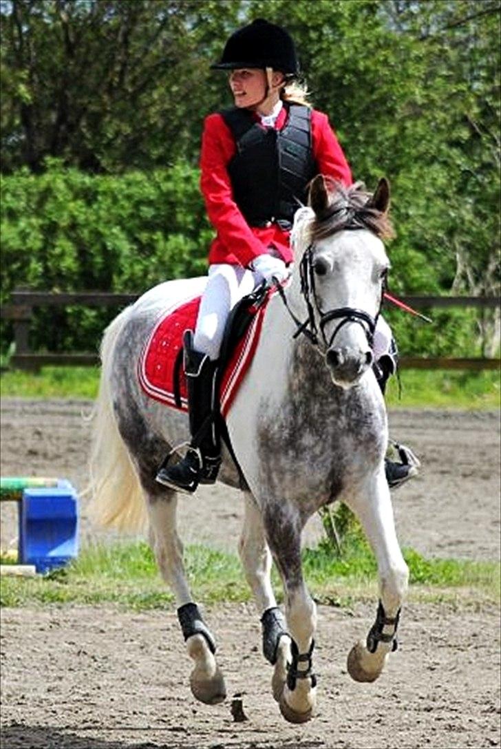 Anden særlig race Ellegårdens Bjarne a.k.a Casmir - Min Stjerne <33 billede 12