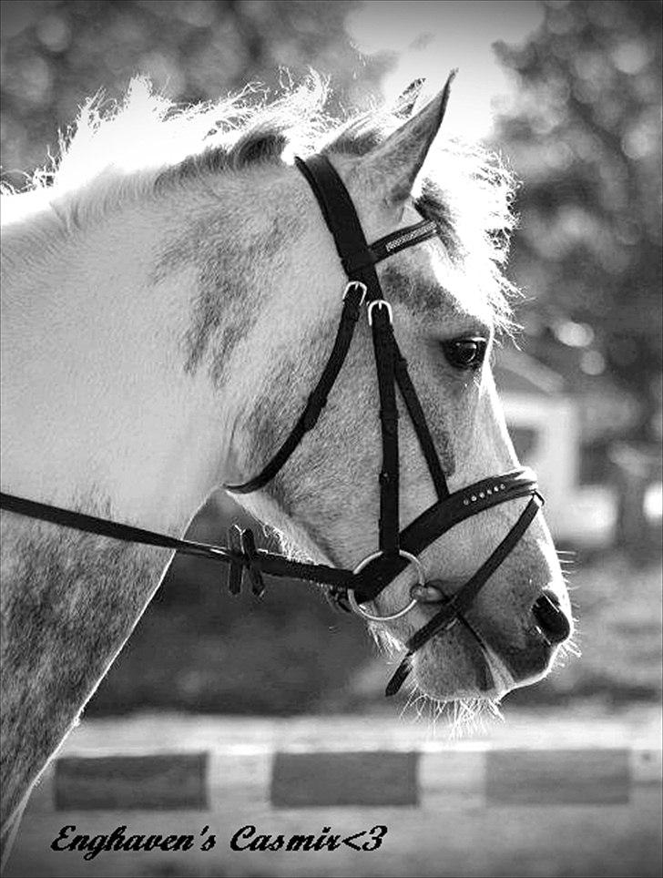 Anden særlig race Ellegårdens Bjarne a.k.a Casmir - Ellegården's Bjarne! 
A.k.a
Enghaven's Casmir <3

Du er alt min Stjerne pony<3 billede 11