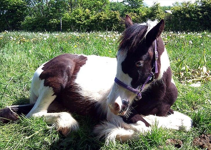 Tinker Skovbakkens Maggi May - SÅ træt. billede 24