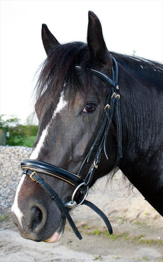 Tinker Frida billede 17