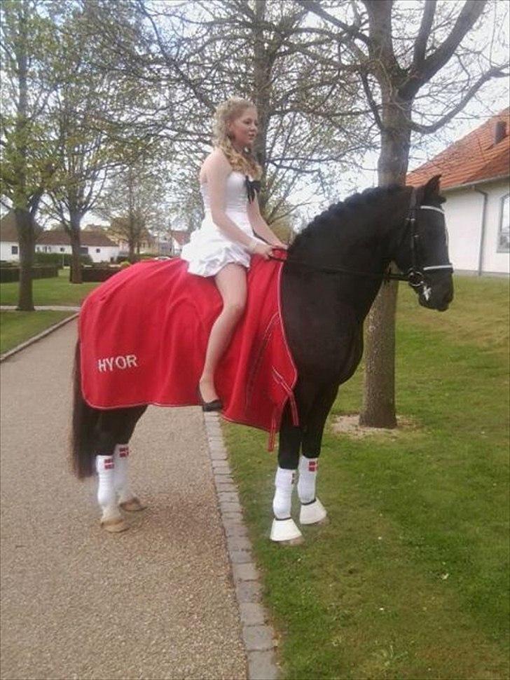 Welsh Cob (sec D) Fronerthig Delyn Du billede 17