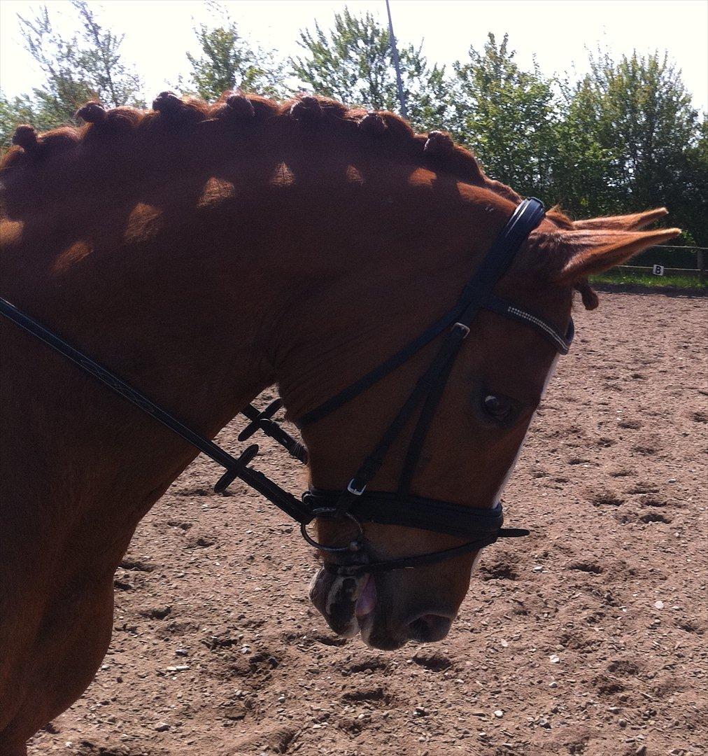 Anden særlig race Lucky Diamond  billede 18