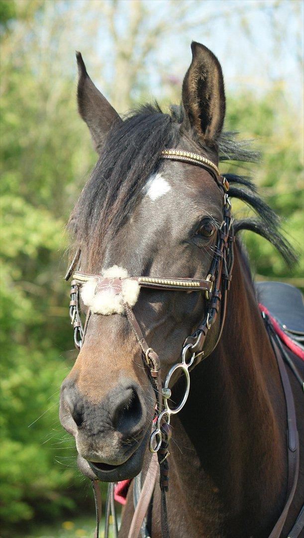 Dansk Varmblod °Cheila Skovly° - min smukke prut :-* billede 18