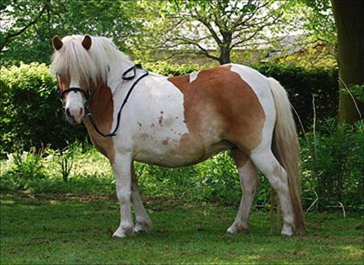 Anden særlig race Frida  - Smidt vinterpels og et par kilo (;
Maj 2012  billede 4