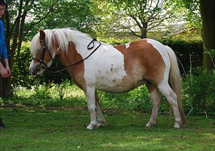 Anden særlig race Frida  - Smidt vinterpels og et par kilo (;
Maj 2012  billede 6