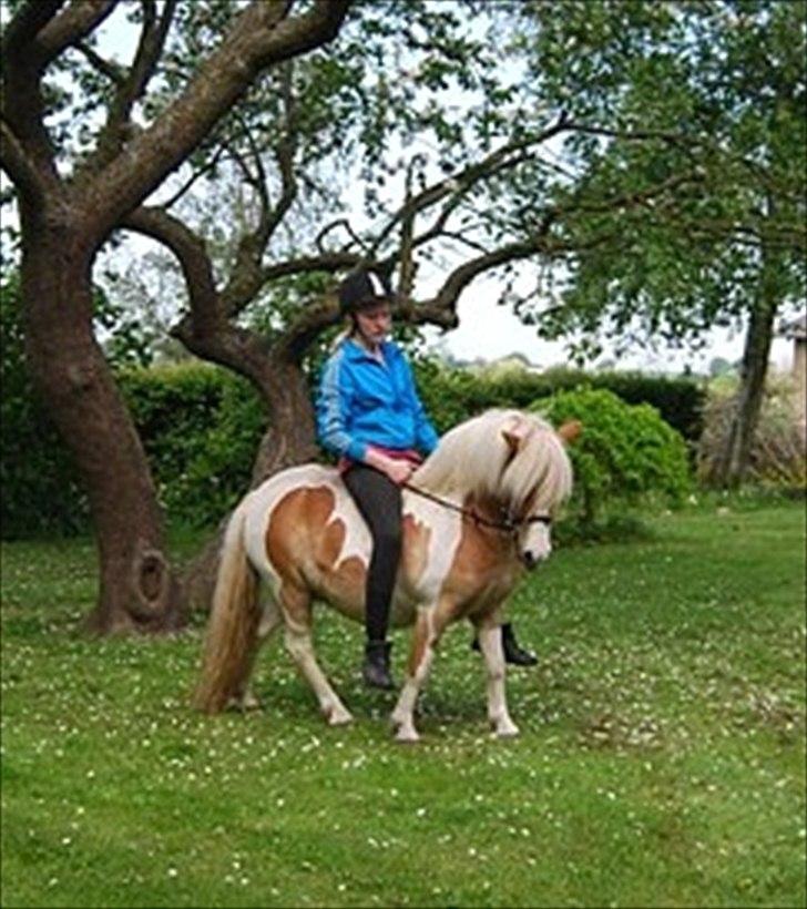 Anden særlig race Frida  - Så Fin! 
Maj 2012 - 7 gang med rytter.. billede 5