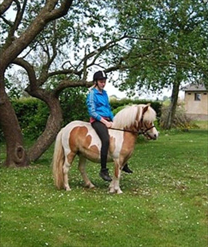 Anden særlig race Frida  - Søøøde pony! (:
Maj 2012 - 7 gang med rytter.. billede 2