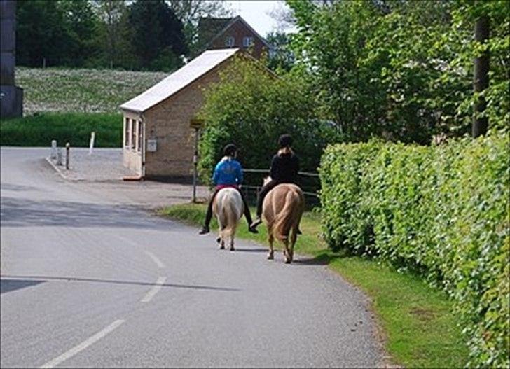 Anden særlig race Frida  - Anden gang på tur, første gang sammen med en anden(:
Maj 2012 - 7 gang med rytter.. billede 7