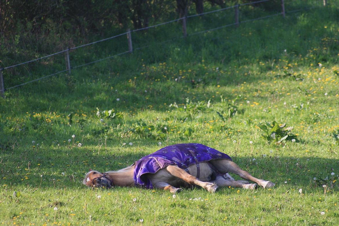 Anden særlig race Valentino <3 *Tino* | My Soulmate|<3 - Du så chamerende når du sover.<3 billede 16