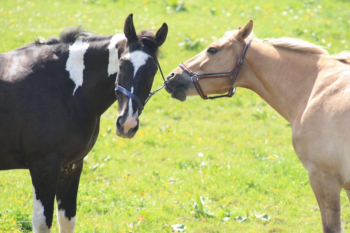 Anden særlig race Valentino <3 *Tino* | My Soulmate|<3 - Drillepind!<3 billede 17