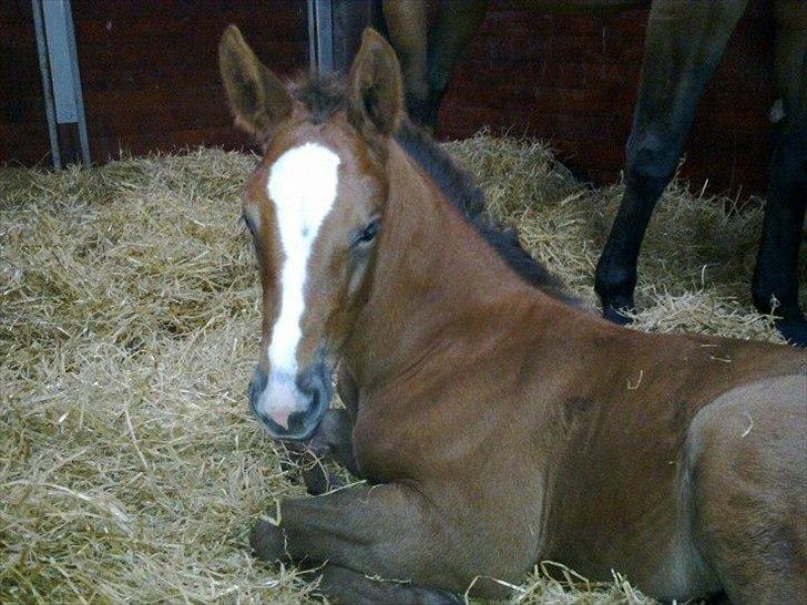 Tysk Oldenburger La Silvia - La Chanel født 14.04.12 billede 13