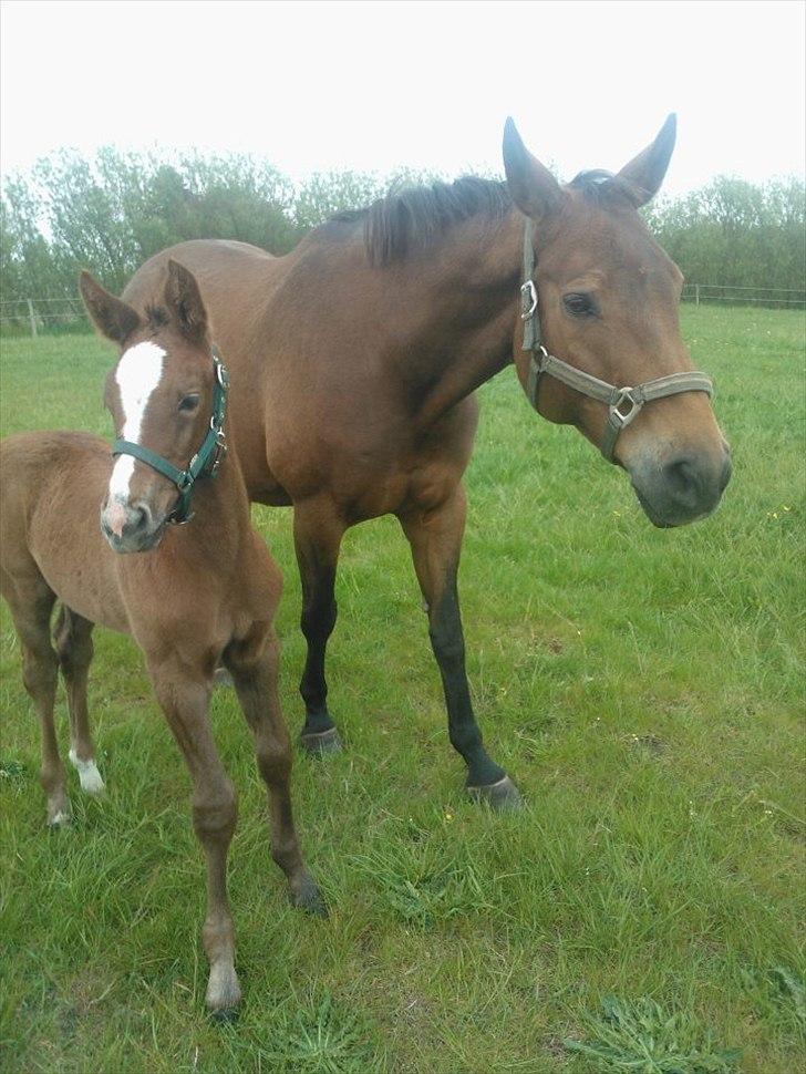 Tysk Oldenburger La Silvia billede 14